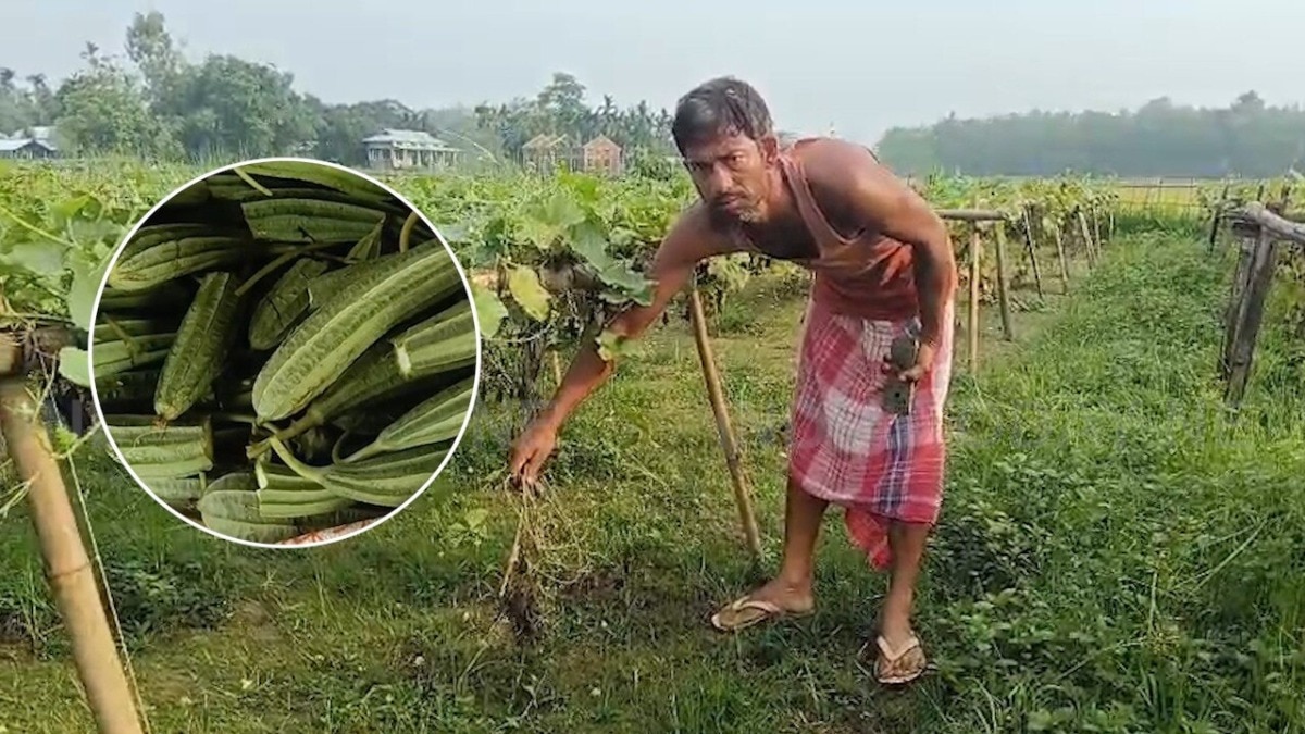 बारिश से फसलें खराब हो रही हैं