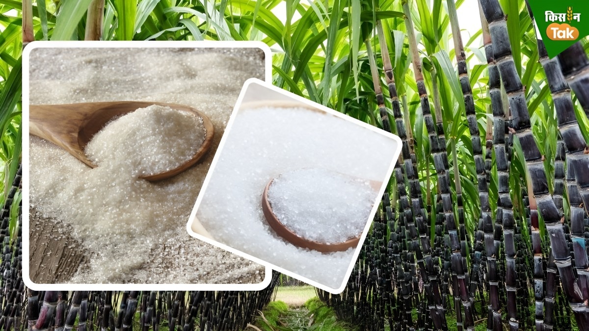 sugar cane