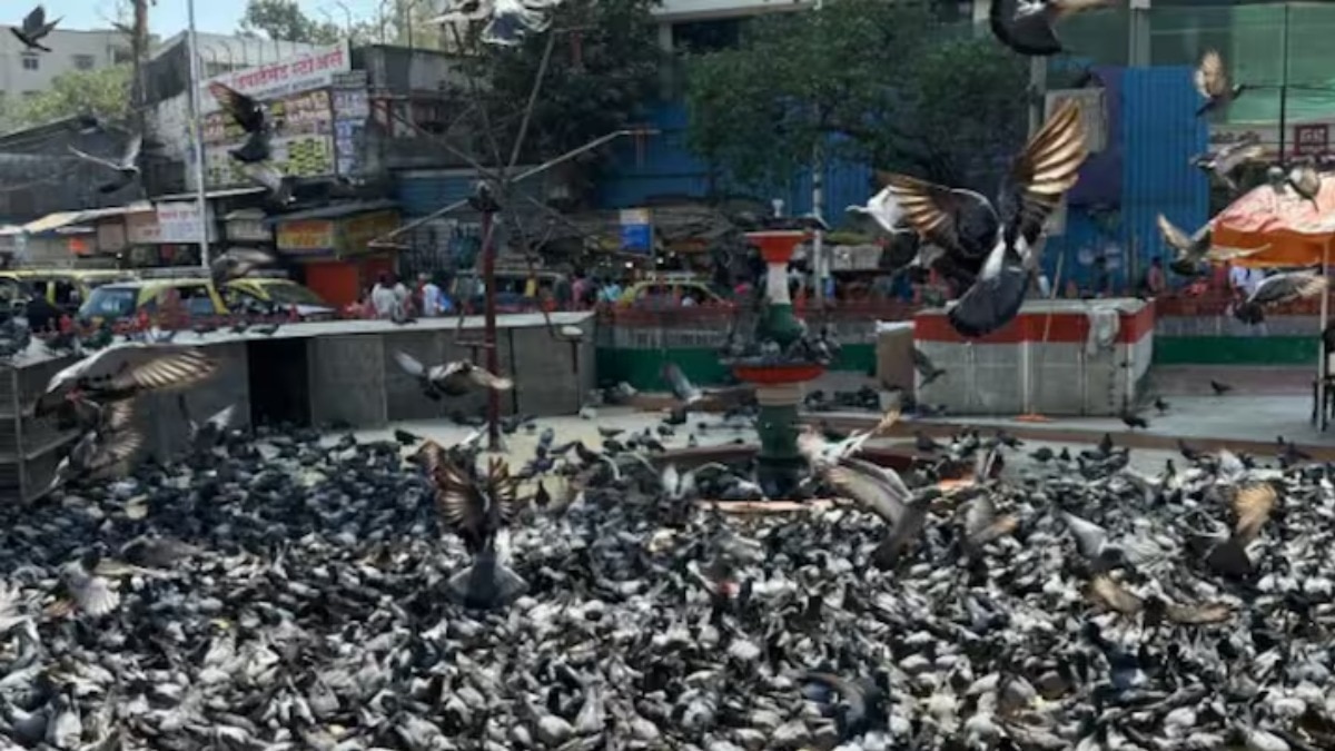 BJP leader Chitra Wagh, another nominated member of the Council, said she lost her aunt due to respiratory diseases arising from pigeon droppings.