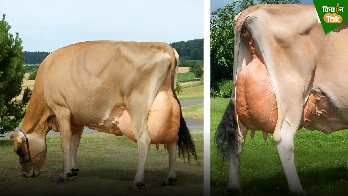cow