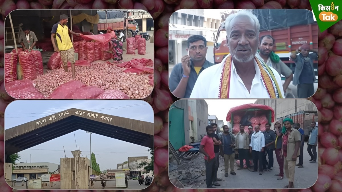 onion price fall