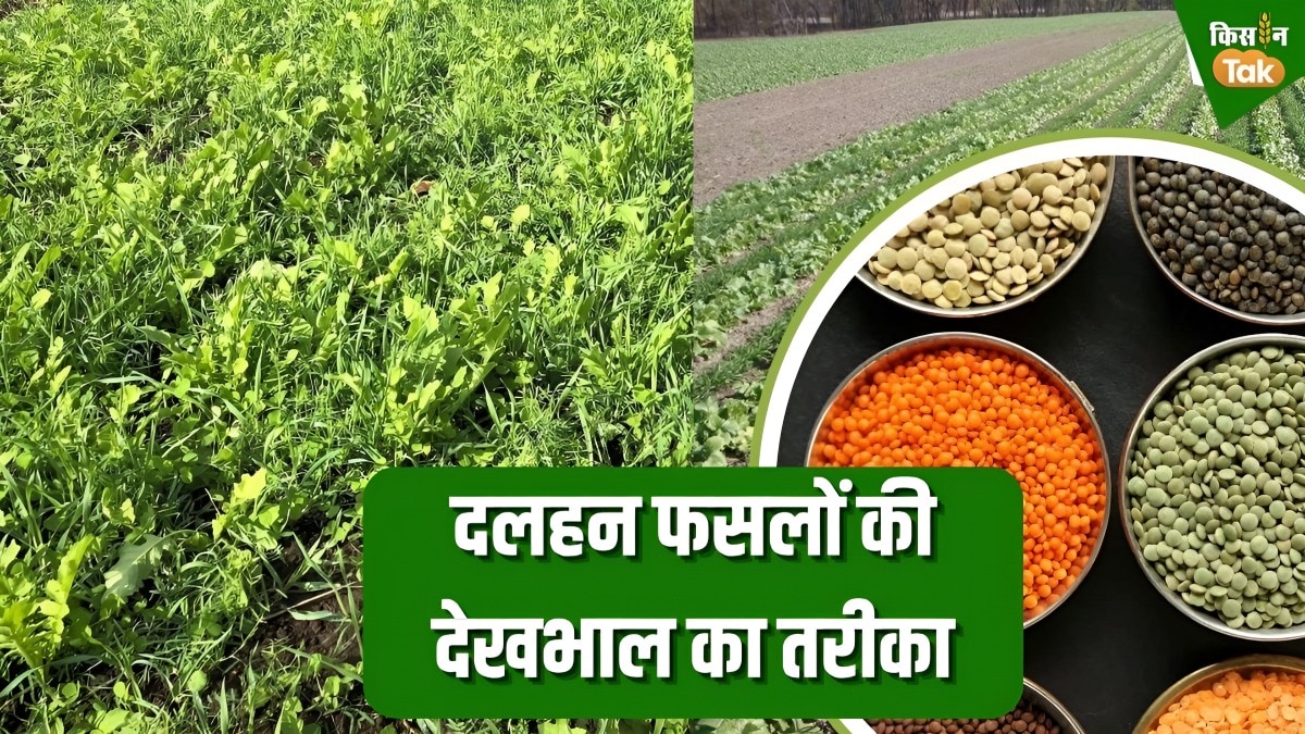 lentil field