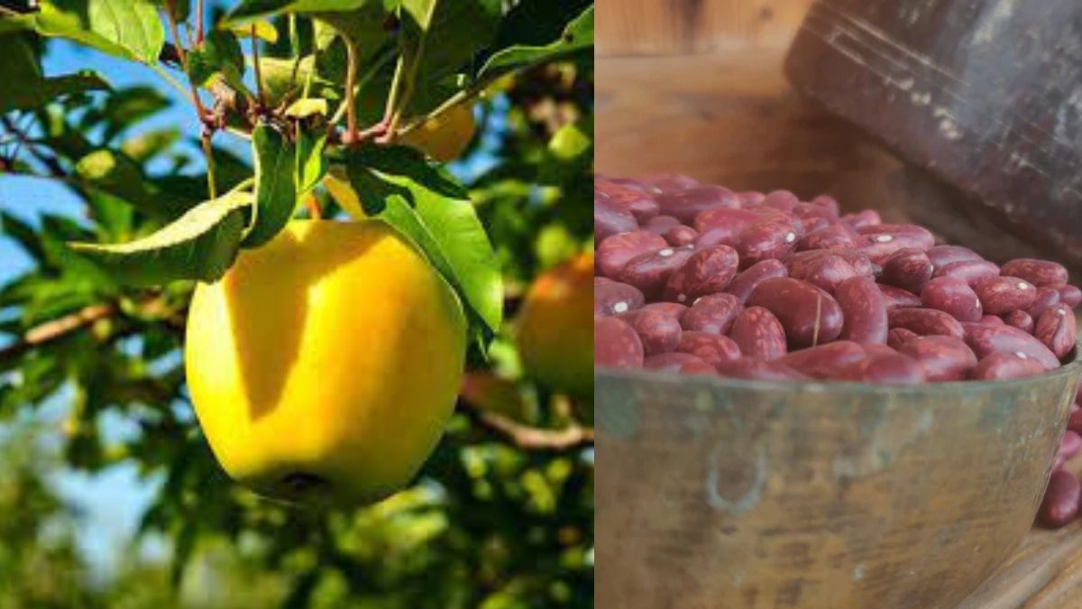 dharali apple 