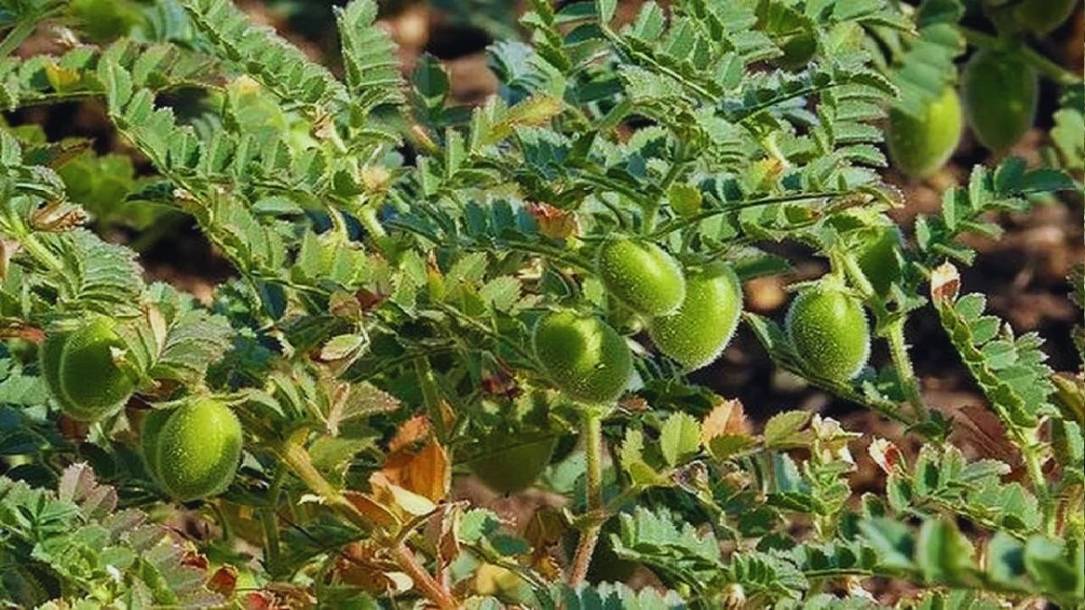 चना की उन्नत किस्म