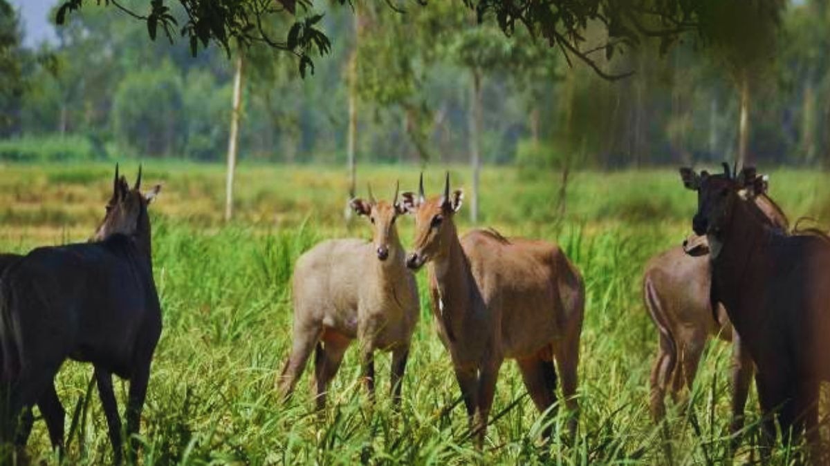 wild animal crop loss PMFBY Cover
