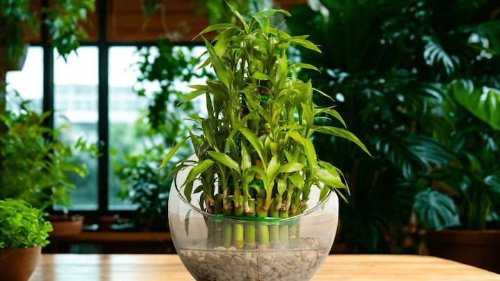 घर को तरो-ताजा रखेगा बैंबू प्लांट