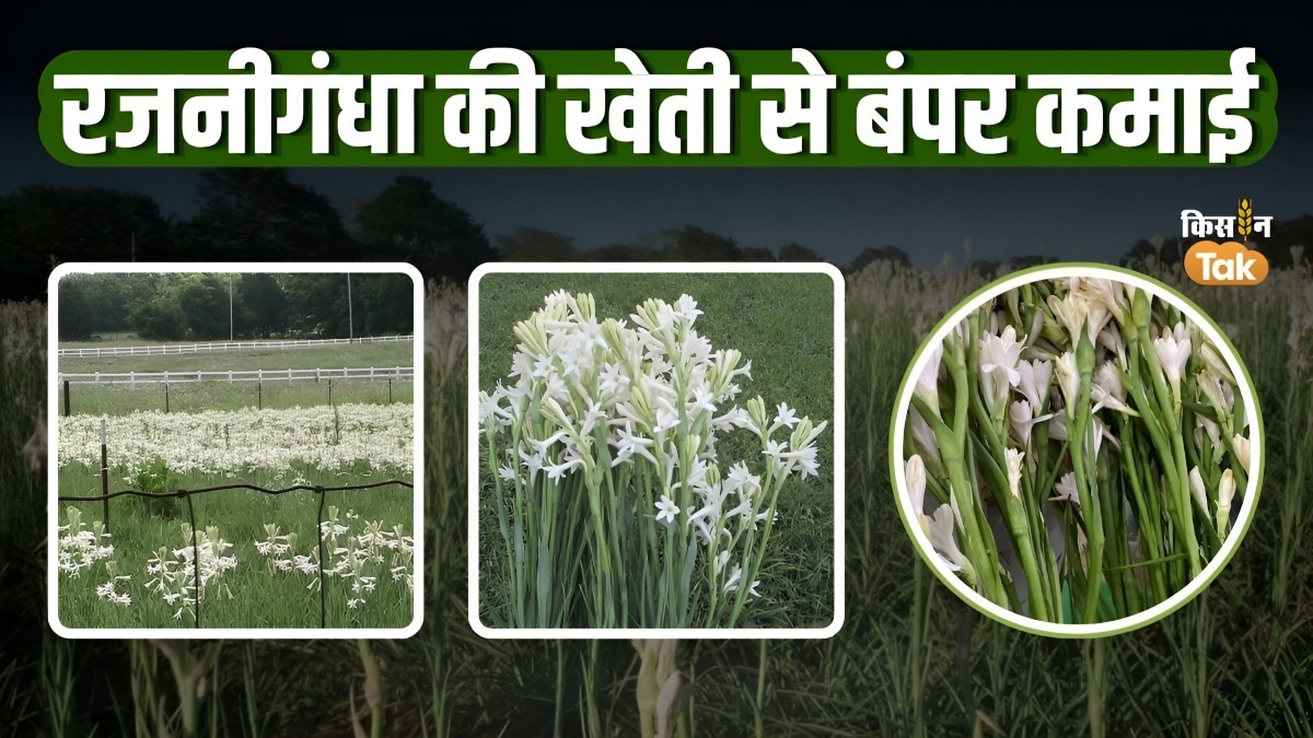 tuberose