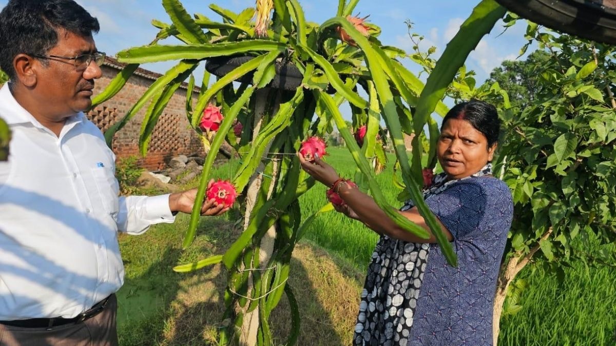 अपने खेत में ड्रैगनफ्रूट के पौधे दिखाते हुए सरिज सिंह.