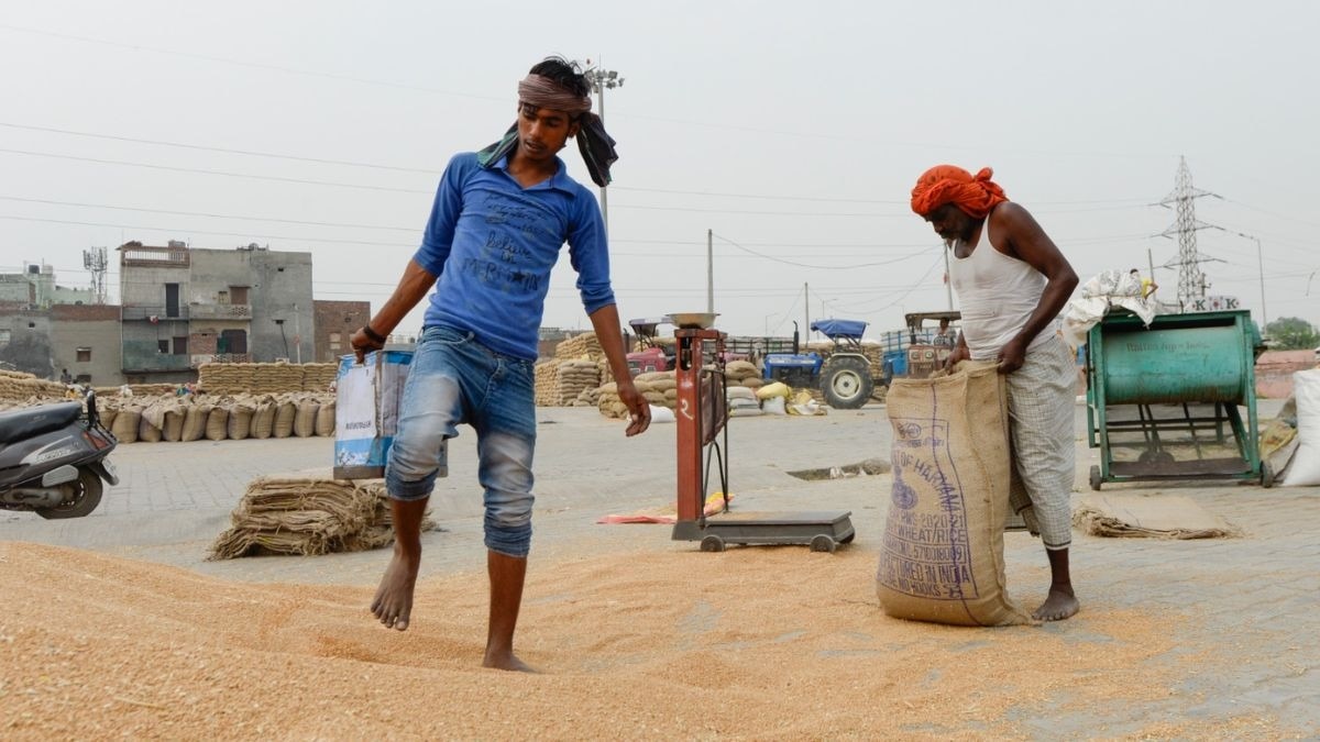 Wheat Mandi Price