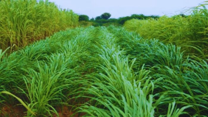 ग्वार, मक्का, बाजरा की बुवाई