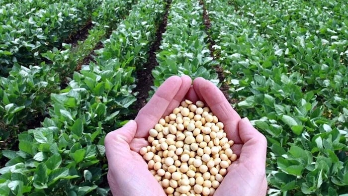 soybean acreage