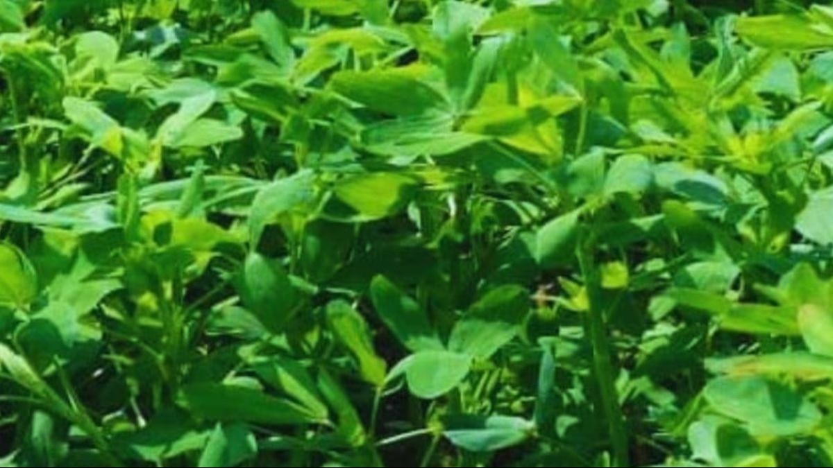 बरसीम की फसल को पशुओ के लिए हरे चारे के रूप में उगाया जाता है