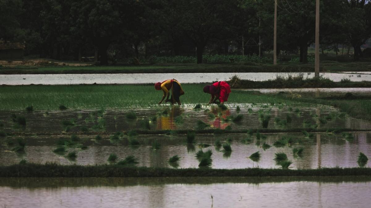 paddy kerala 