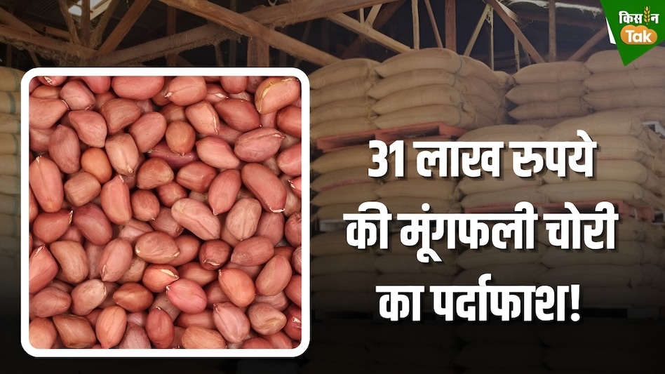 NAFED के वेयरहाउस से लाखों रुपये की मूंगफली चोरी, चौकीदार ही निकला चोर! NAFED के वेयरहाउस से लाखों रुपये की मूंगफली चोरी, चौकीदार ही निकला चोर!