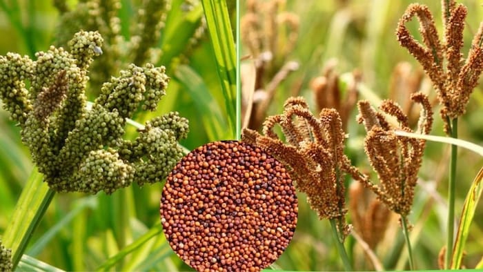 ‘सुपरफूड’ है ये फसल