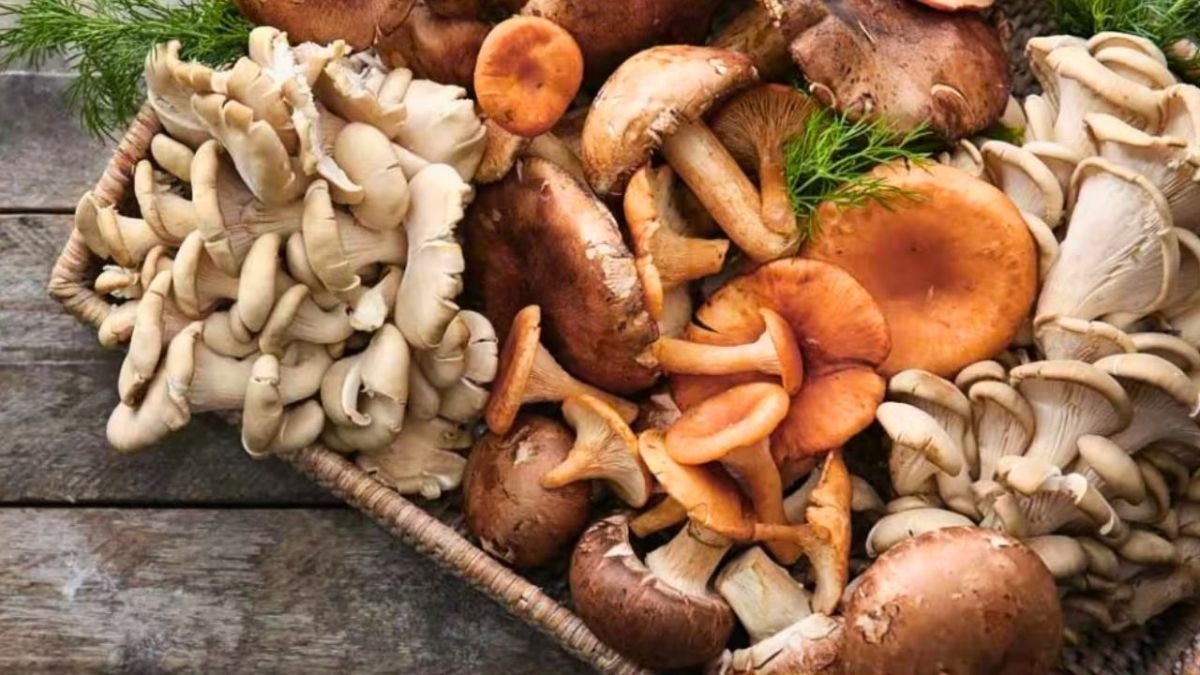 मशरूम की सबसे फेमस किस्म
