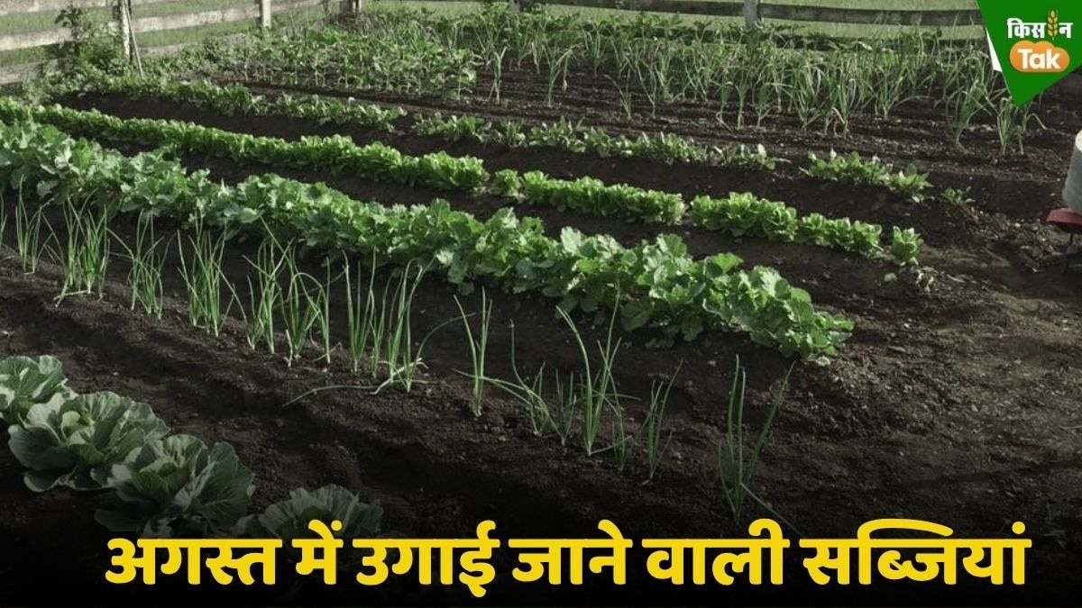 vegetable field
