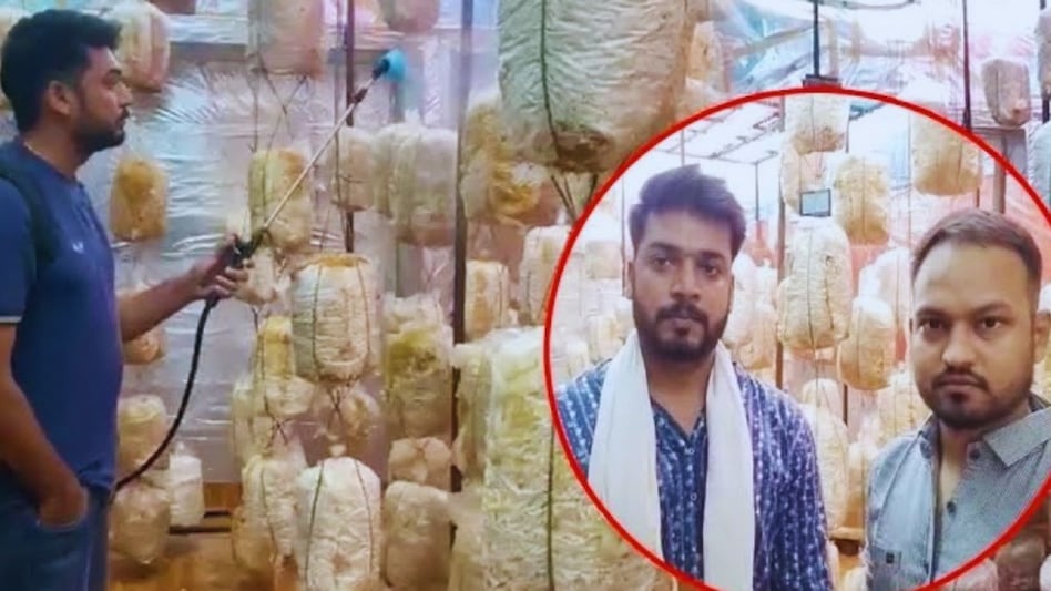 इंजीनियर ने छोड़ी 10 लाख की नौकरी, बना हाईटेक किसान, विदेशी मशरूम से बदल रहा गांव की तस्वीर! इंजीनियर ने छोड़ी 10 लाख की नौकरी, बना हाईटेक किसान, विदेशी मशरूम से बदल रहा गांव की तस्वीर!