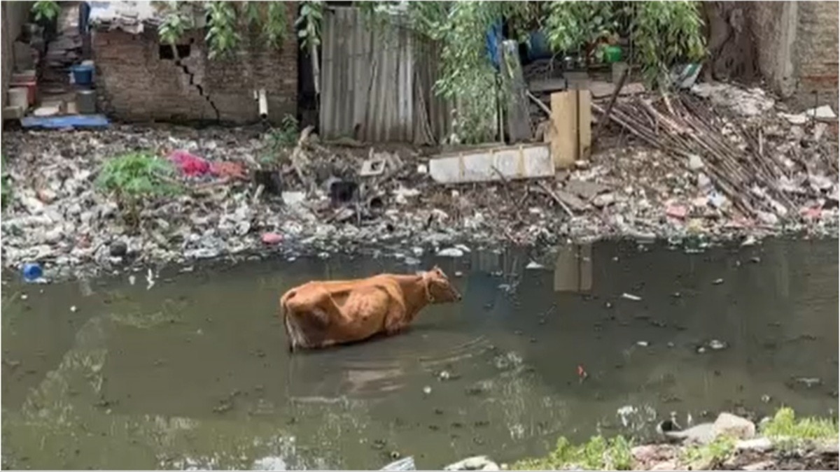 Chennai cow