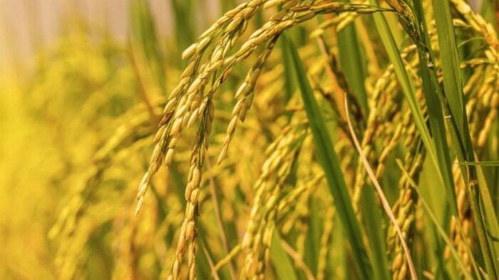 धान की किस्म