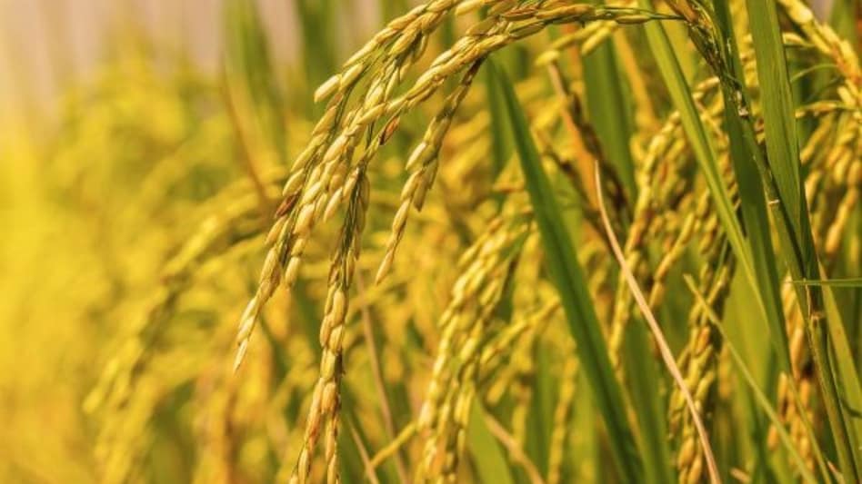 Explainer: धान को औना-पौना बना रहा ये 'बौना' वायरस, 8 जिले इसकी चपेट में Explainer: धान को औना-पौना बना रहा ये 'बौना' वायरस, 8 जिले इसकी चपेट में