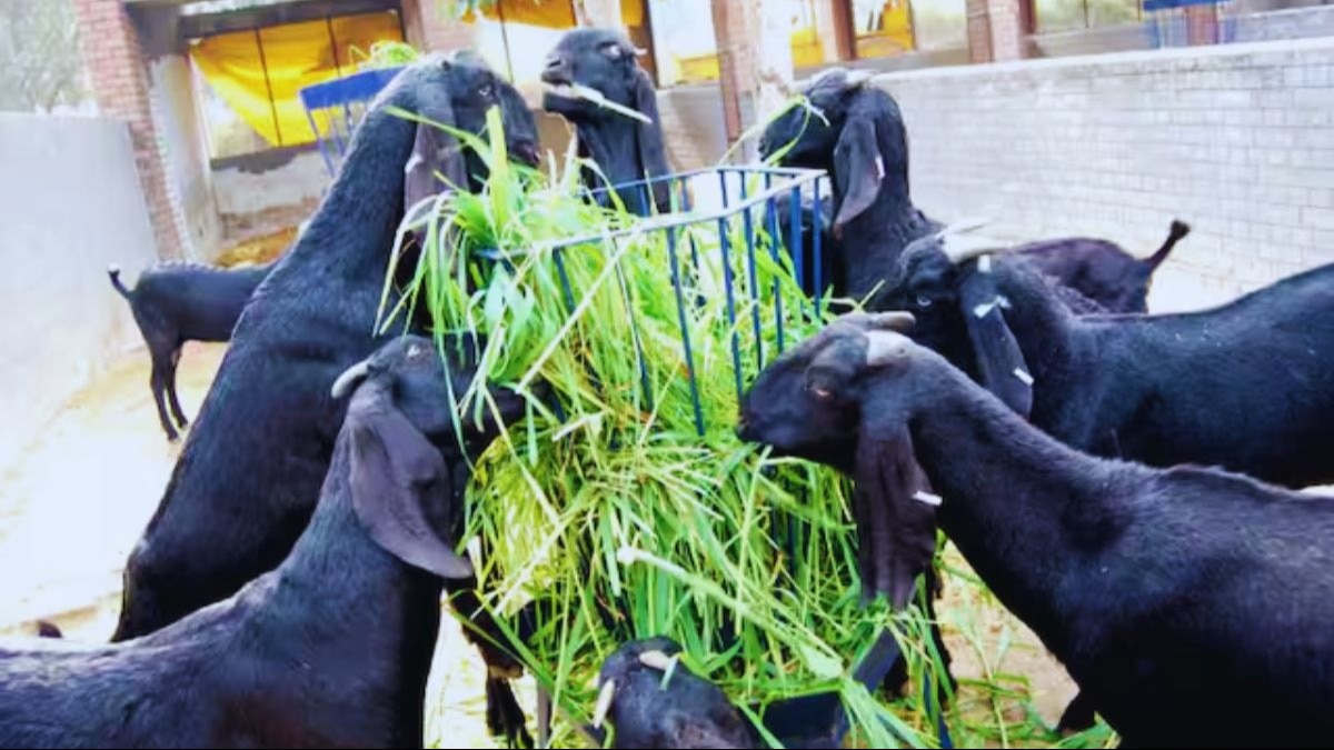 बकरीपालन