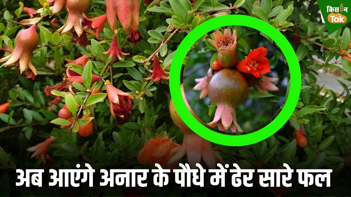 pomegranate plant
