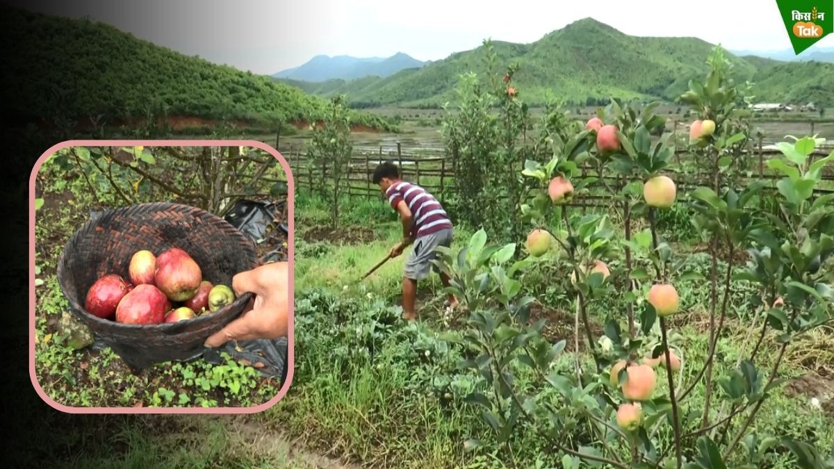 apple farming