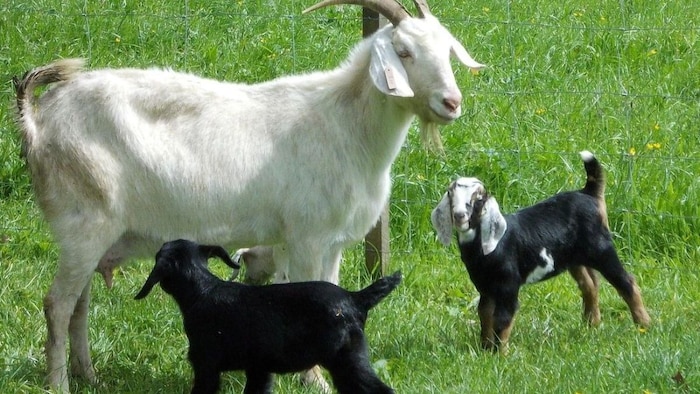 बकरियों को हर रोज दें ये खुराक