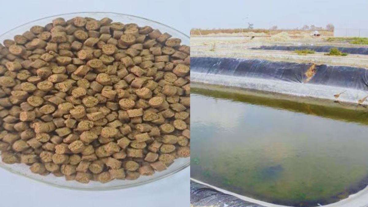  ब्लैक सोल्जर फ्लाई लार्वा से बनी फिश फीड. 