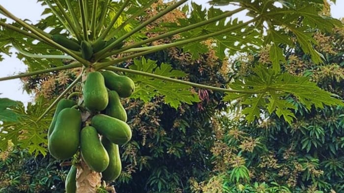 पपीते की खेती