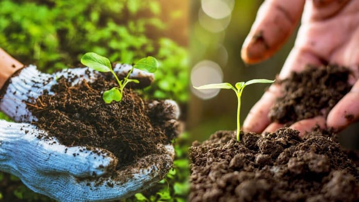 जैविक फसलों के लिए MSP