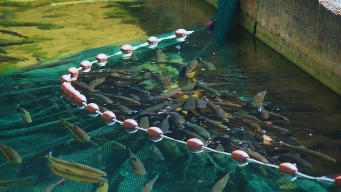 मछली पालन