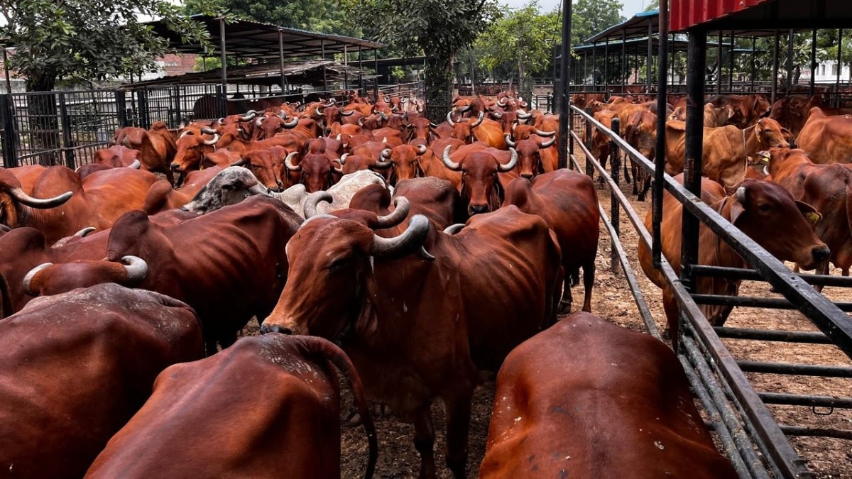 गौ धन योजना