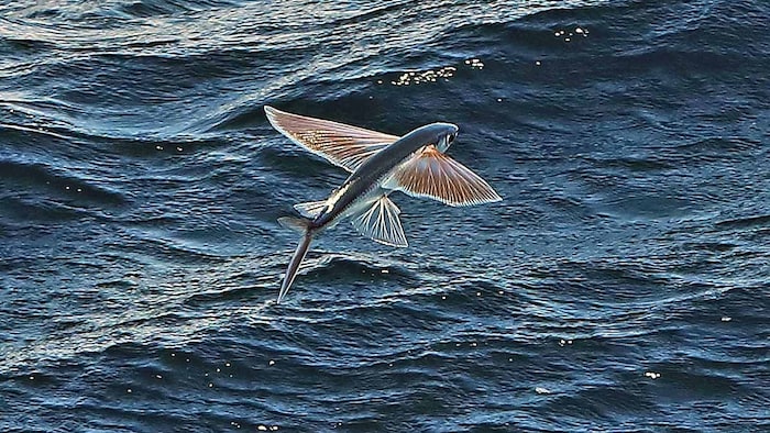 Flying fish