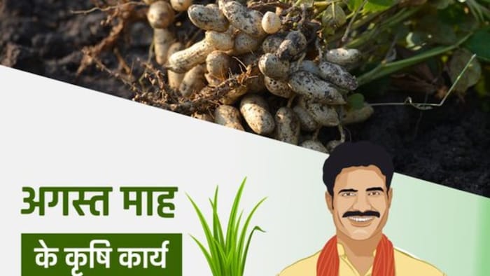 अगस्त में होने वाले कृषि कार्य