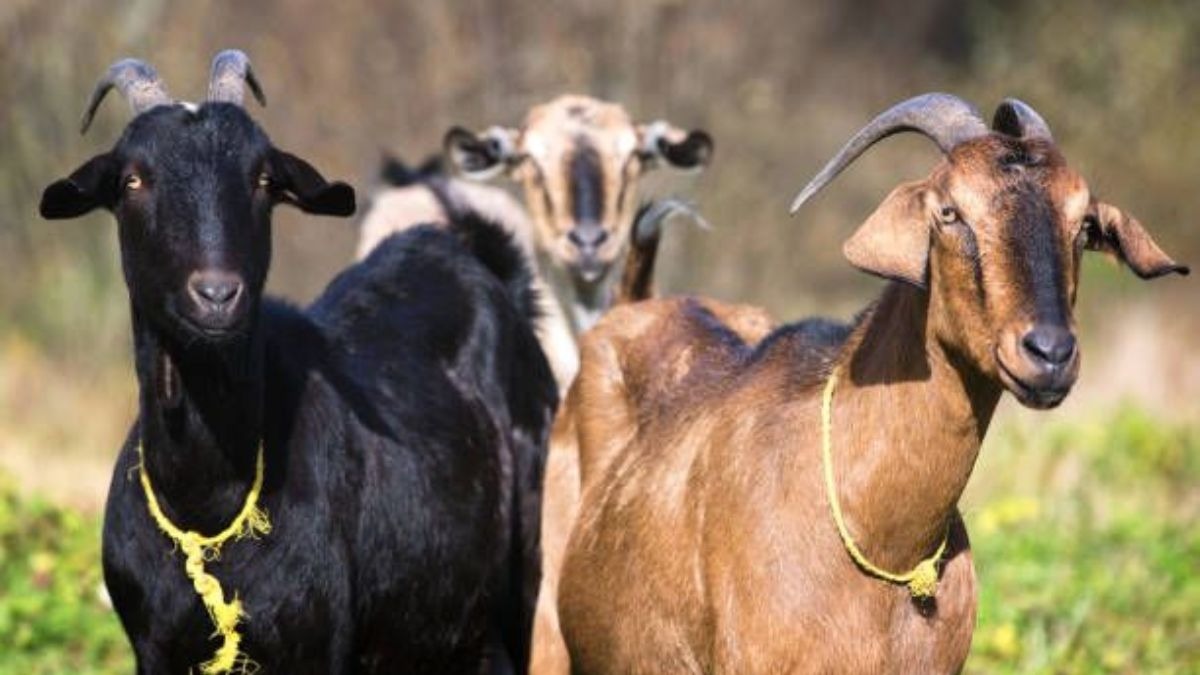 Milking Goat: ज्यादा दूध और फैट के लिए मशहूर हैं बकरियों की ये खास नस्ल, पढ़ें डिटेल Milking Goat: ज्यादा दूध और फैट के लिए मशहूर हैं बकरियों की ये खास नस्ल, पढ़ें डिटेल