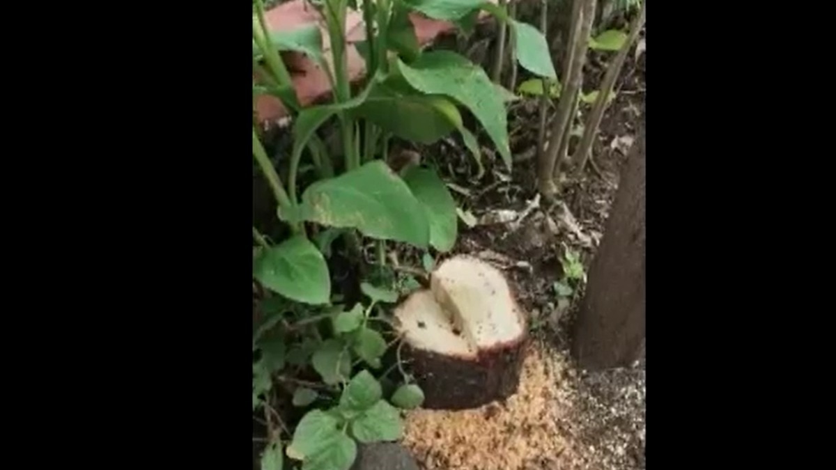 sandal tree