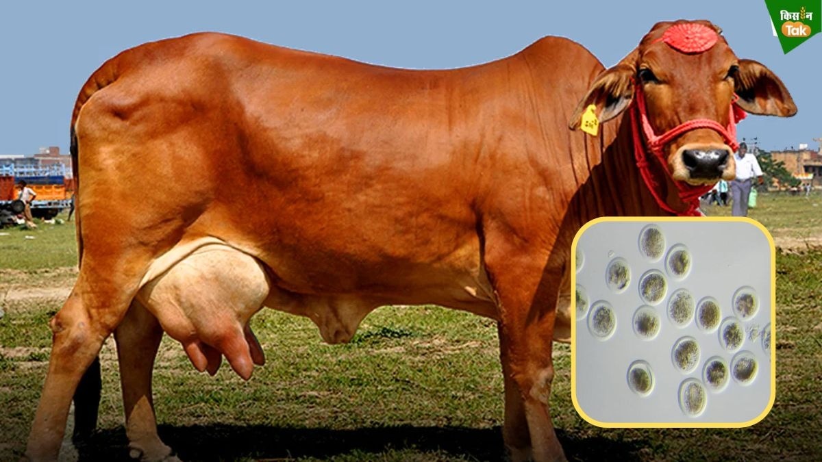 Sahiwal cows
