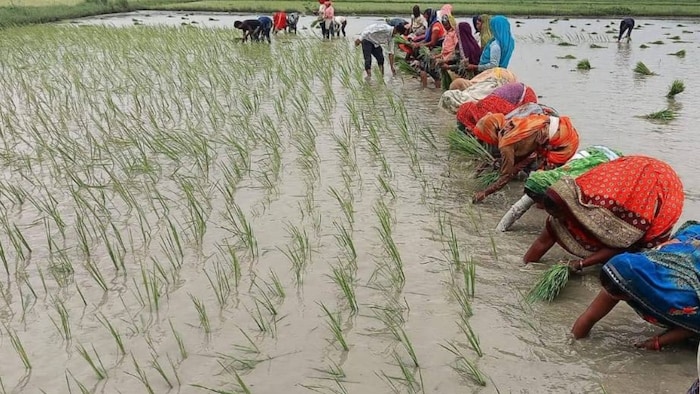 धान की रोपाई करती महिलाएं