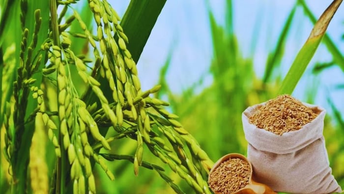 paddy farming pest attack