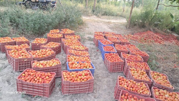फुटकर में बिगड़ा टमाटर का भाव