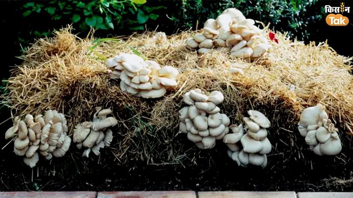मशरूम की खेती