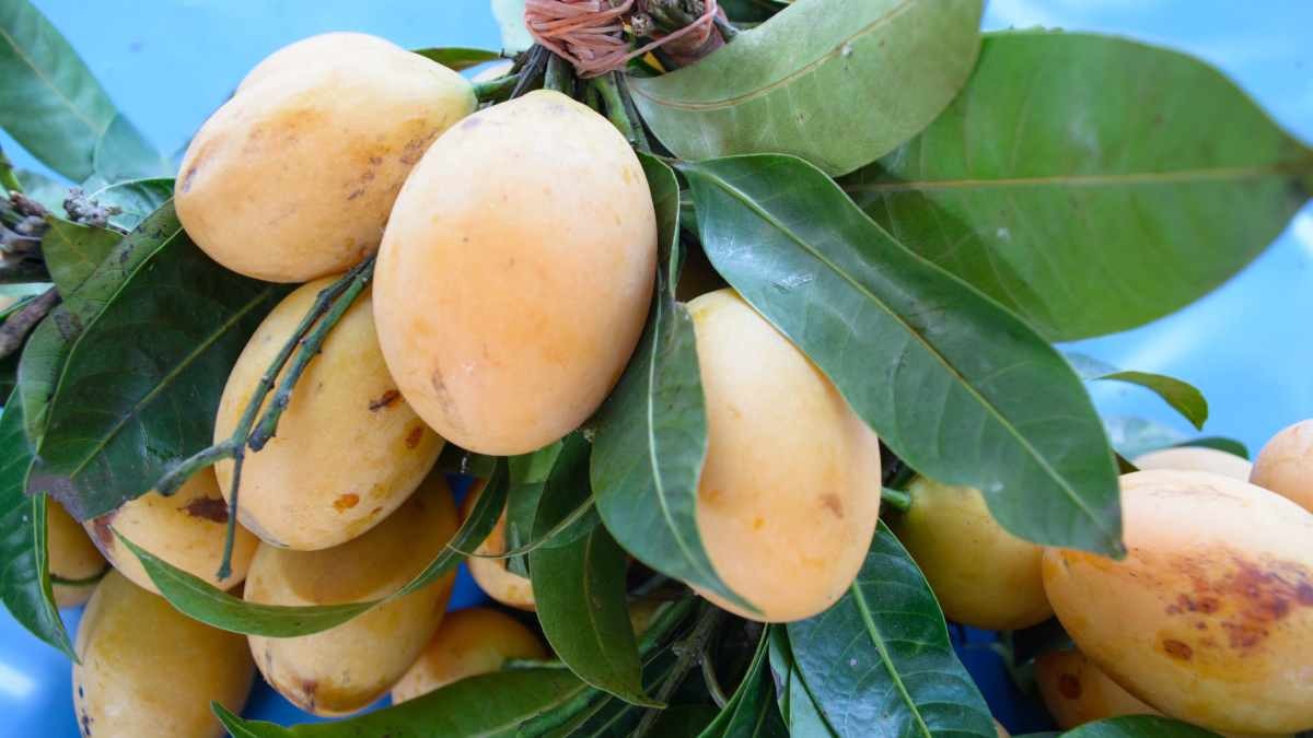 किसान ने उगाया साल भर फल देने वाला ये विदेशी आम, रोज होती है 10000 रुपये की कमाई