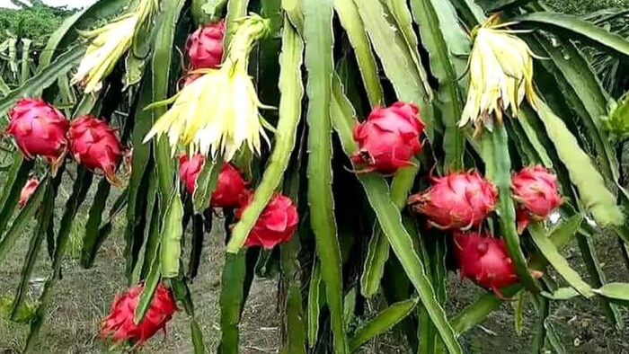 Dragon Fruit