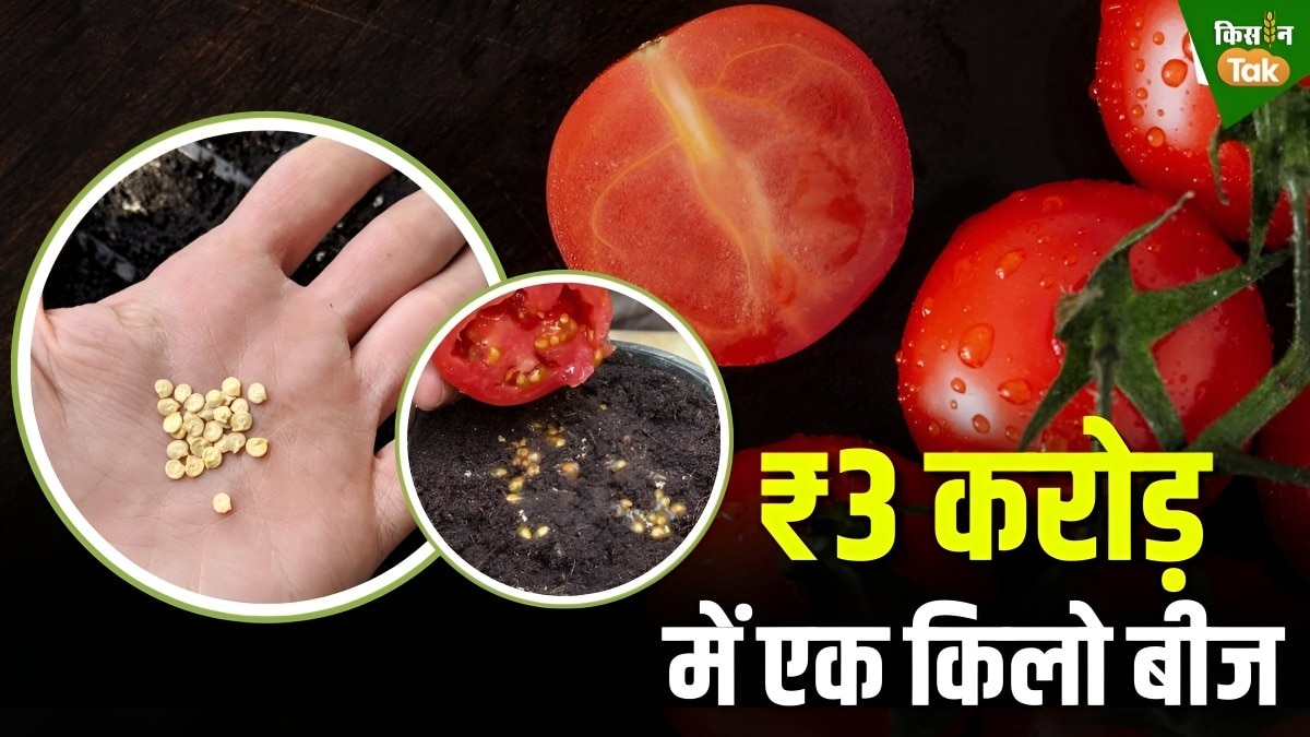 tomato seeds