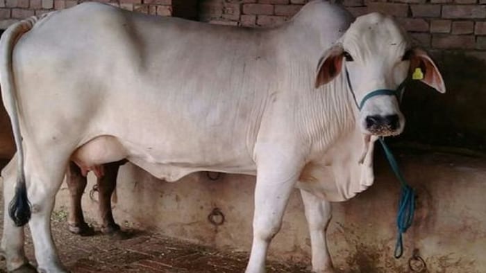 डेयरी बिजनेस के लिए बेहद फायदेमंद है गाय की ये नस्ल (File Photo)
