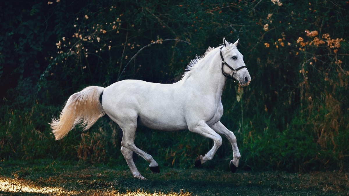White horse