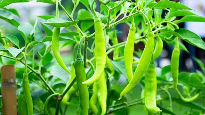 मिर्च की पैदावार कैसे बढ़ा सकते हैं