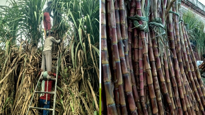 इसी समय गन्ने की पत्तियों का रस चूसने वाला कीट हमला भी करता है.